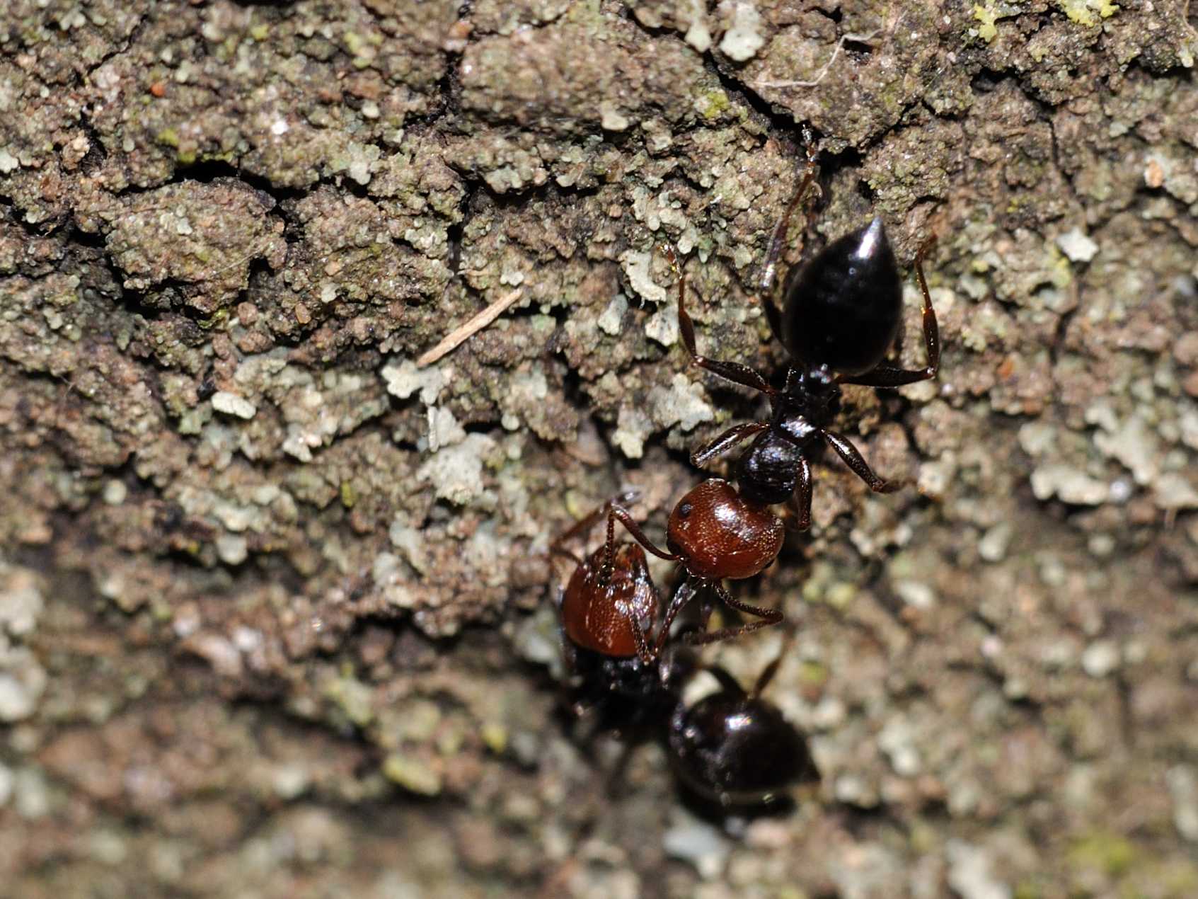 Crematogaster scutellaris